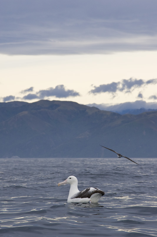 Royal Albatross